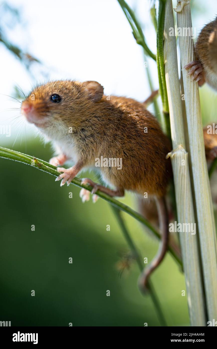 Raccogliete il topo che arrampica su steli di erba in habitat naturale Foto Stock