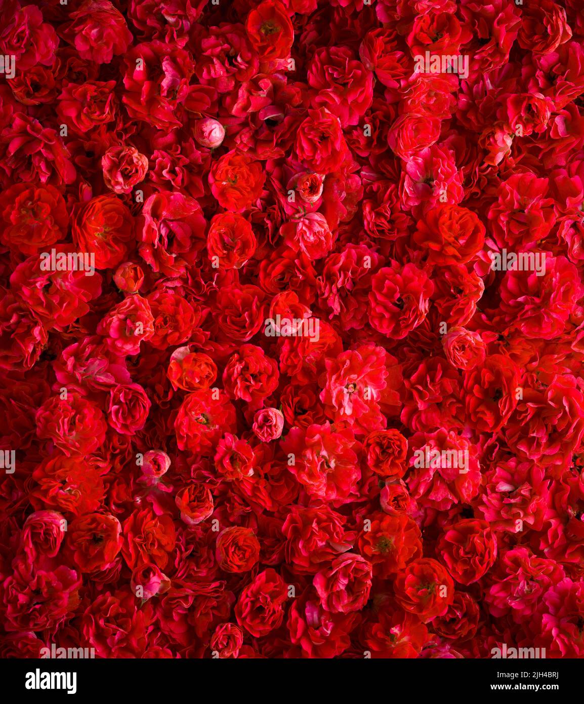 Sfondo rosa. Fuoco rosso piccole rose in miniatura. Vista verticale. Foto Stock