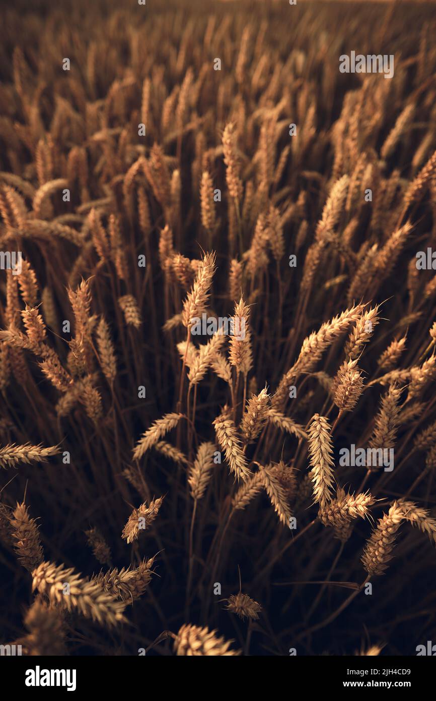Campo di grano closeup estate. Foto di alta qualità Foto Stock