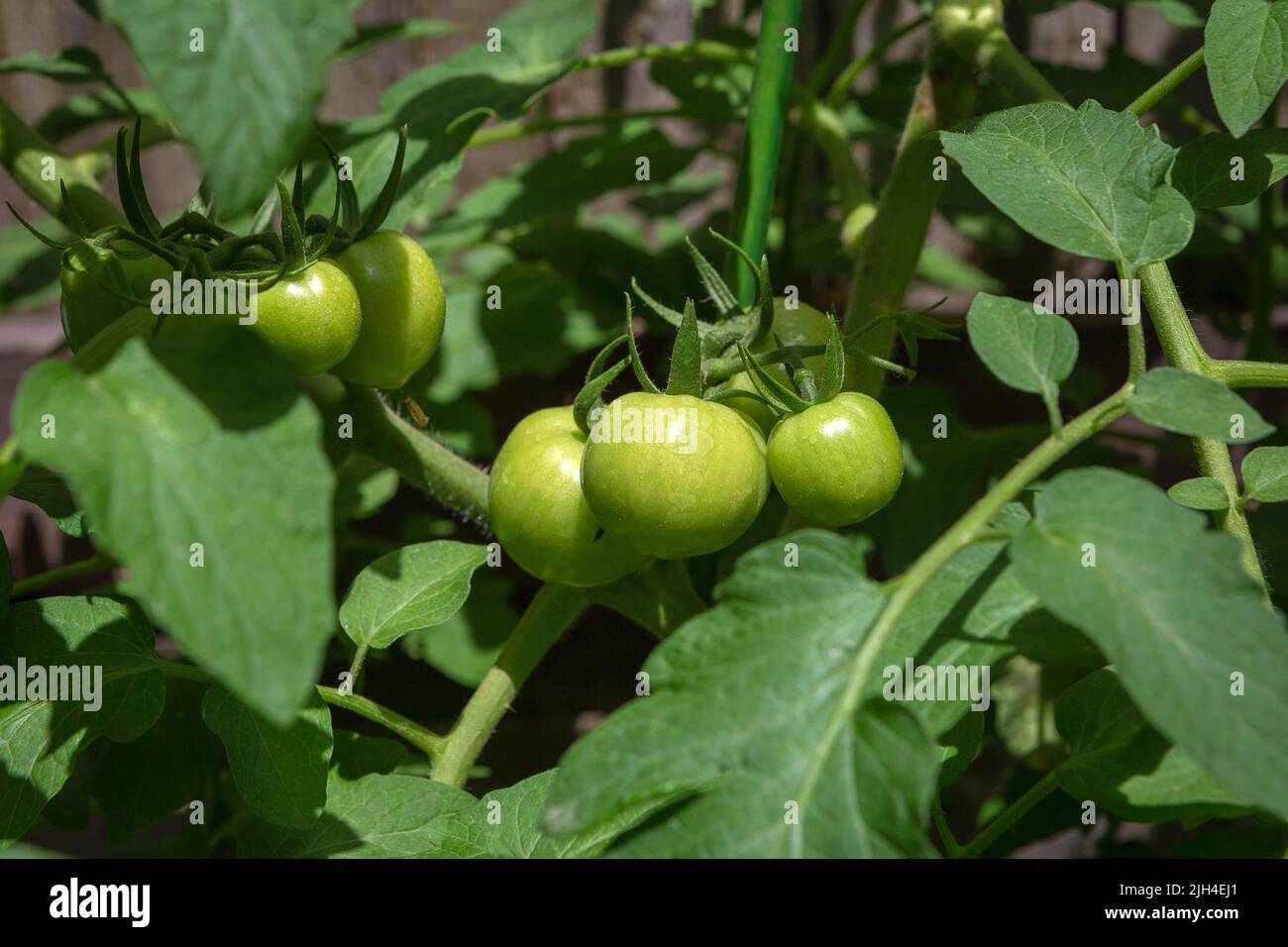 Pomodori verdi su cespugli nell'orto domestico Foto Stock