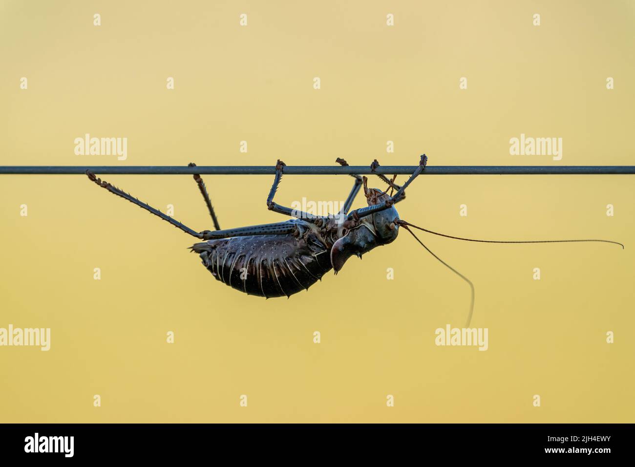 Un katydid corazzato (Acanthoplus discoidalis) appeso su un filo da una recinzione in un Campeggio in Namibia Foto Stock