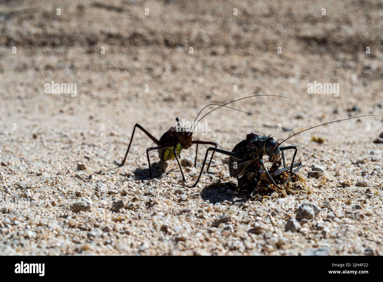 Un katydid corazzato (Acanthoplus discoidalis) mangia un esemplare di run-over e morto del relativo genere mentre un secondo attende. Cannibalismo fra gli insetti. Foto Stock