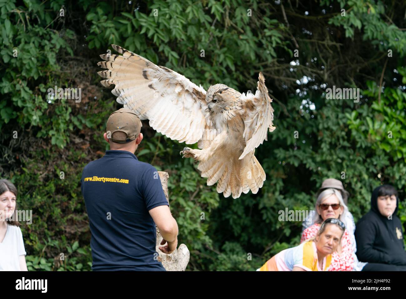 Gufo dell'aquila in volo durante la dimostrazione di falconeria con il gestore e gli spettatori che guardano Foto Stock