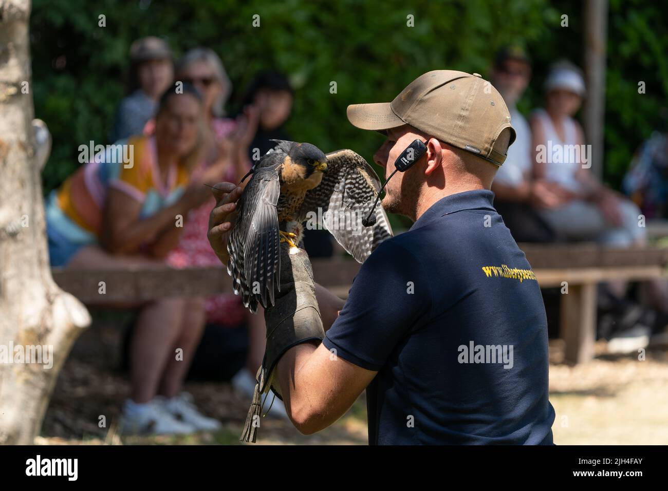 Gestore di uccelli rapaci con falco durante una dimostrazione all'aperto nel Dorset Foto Stock