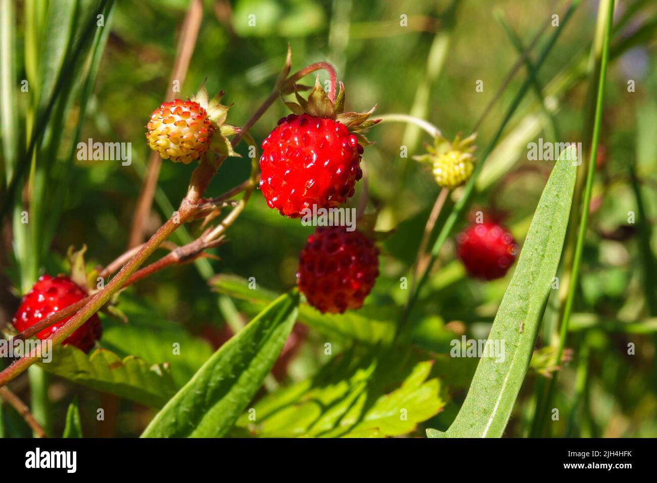 Gustose fragole rosse selvatiche in estate Foto Stock