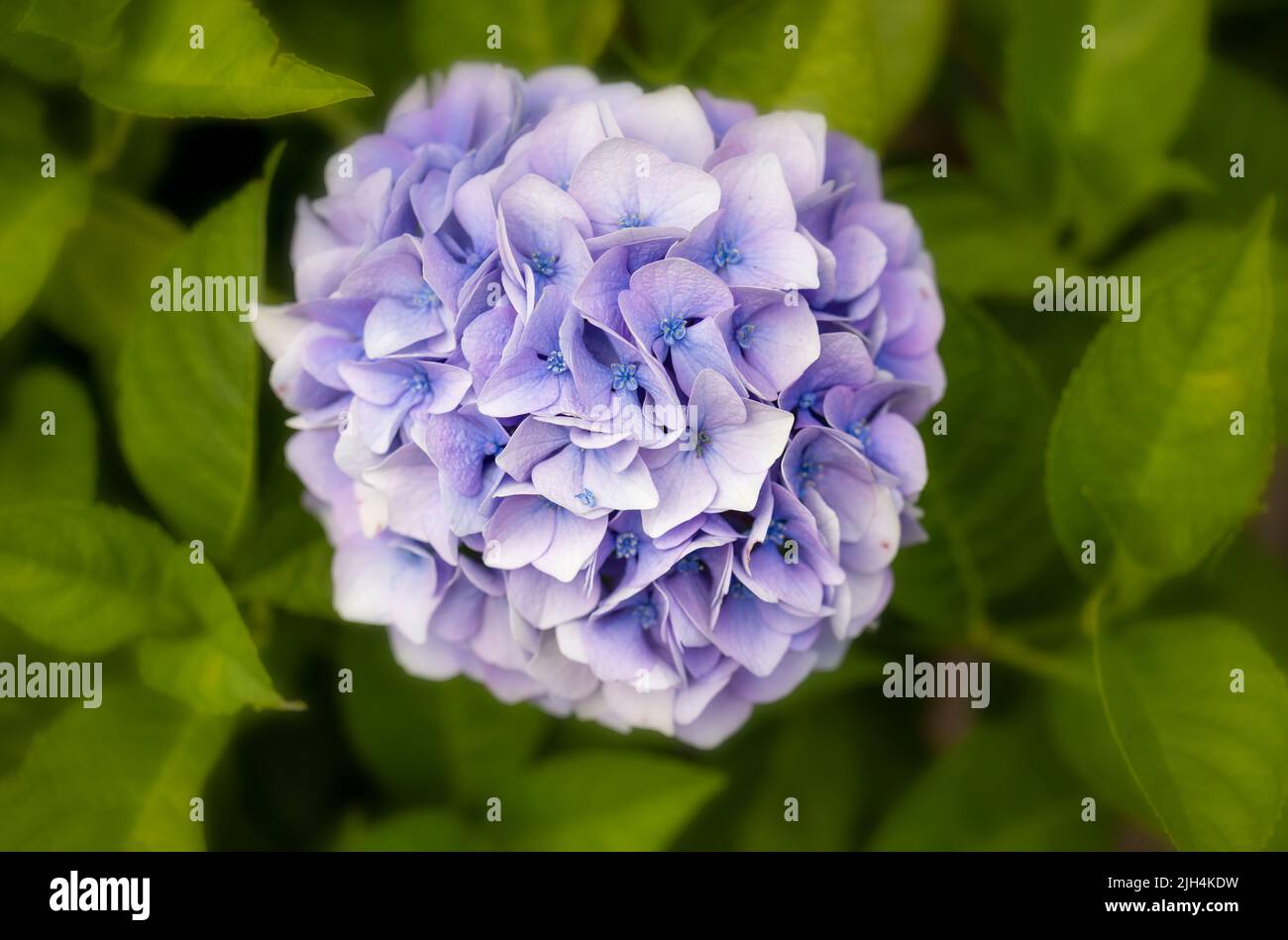 Una bella testa di un fiore singolo di un Hydrangea blu fotografato contro lussureggianti foglie verdi Foto Stock