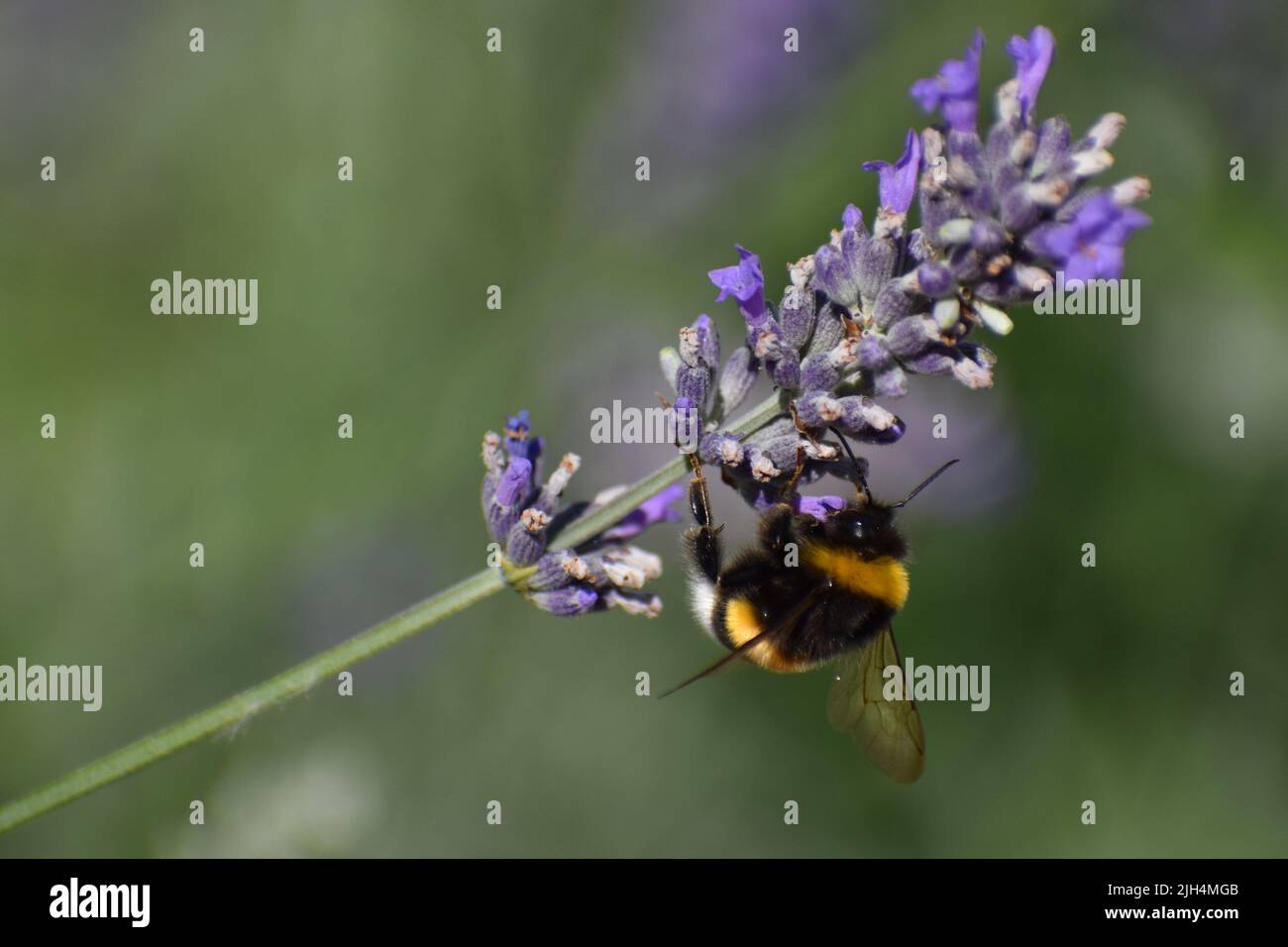 Bumblebee che impollina il fiore della lavanda Foto Stock