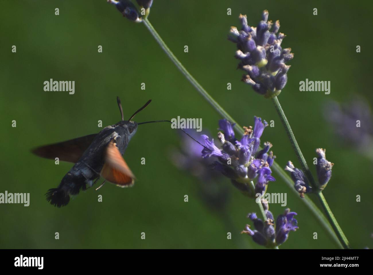 Hummingbird sulla lavanda Foto Stock