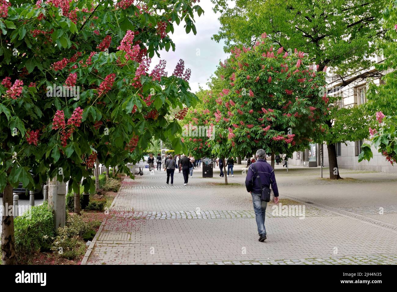Alberi di castagno fioriti per le strade di Sofia Bulgaria Foto Stock