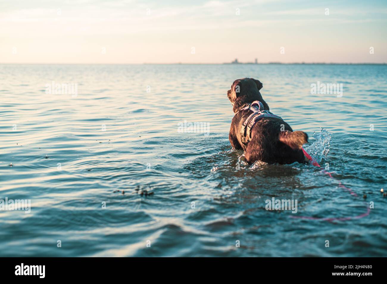 Cane in piedi nell'oceano. Foto di alta qualità Foto Stock