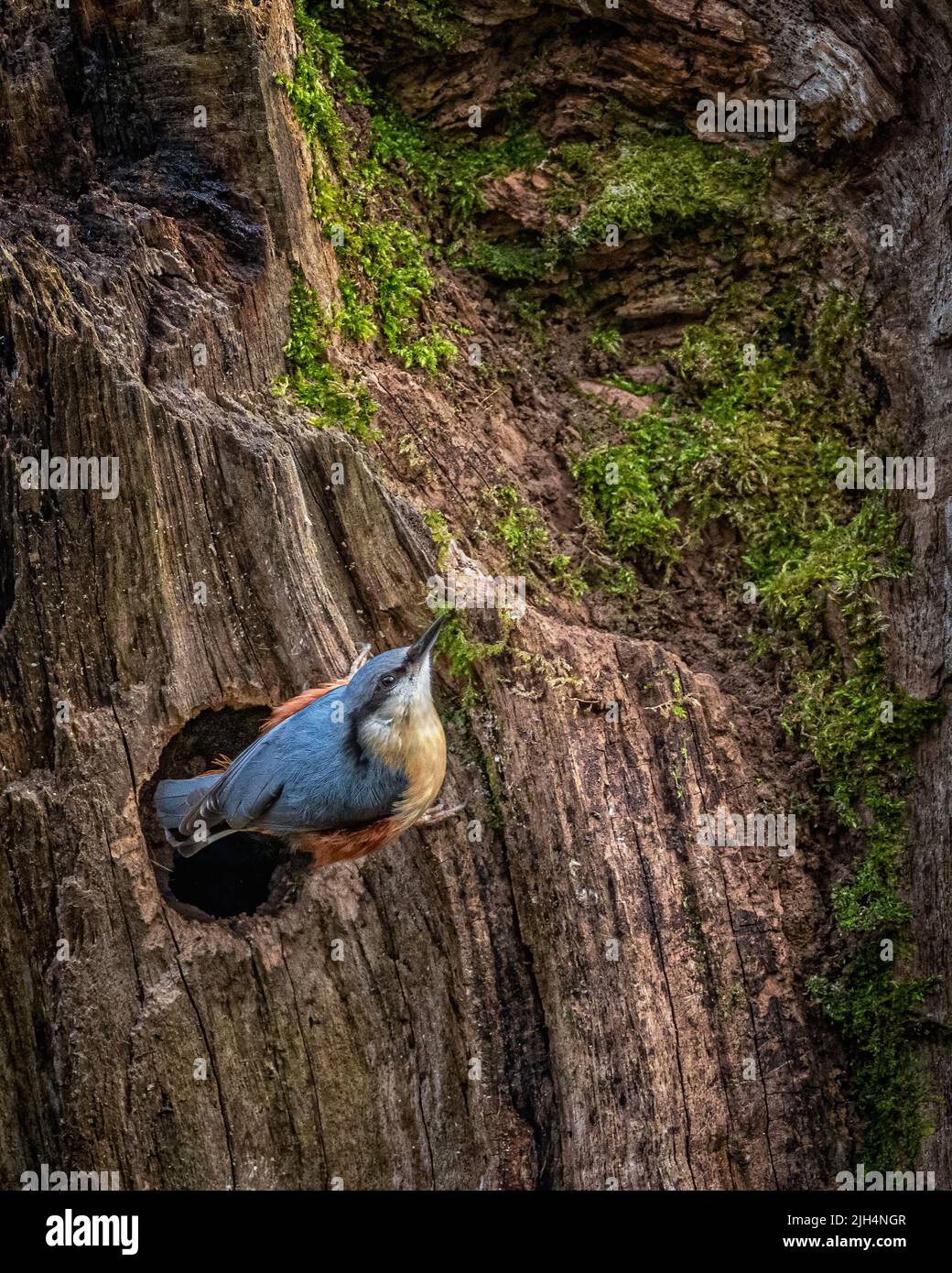 Un nuthatch che emerge dal suo nido sito, buca in un vecchio albero che in parte si blocca con fango per protezione Foto Stock