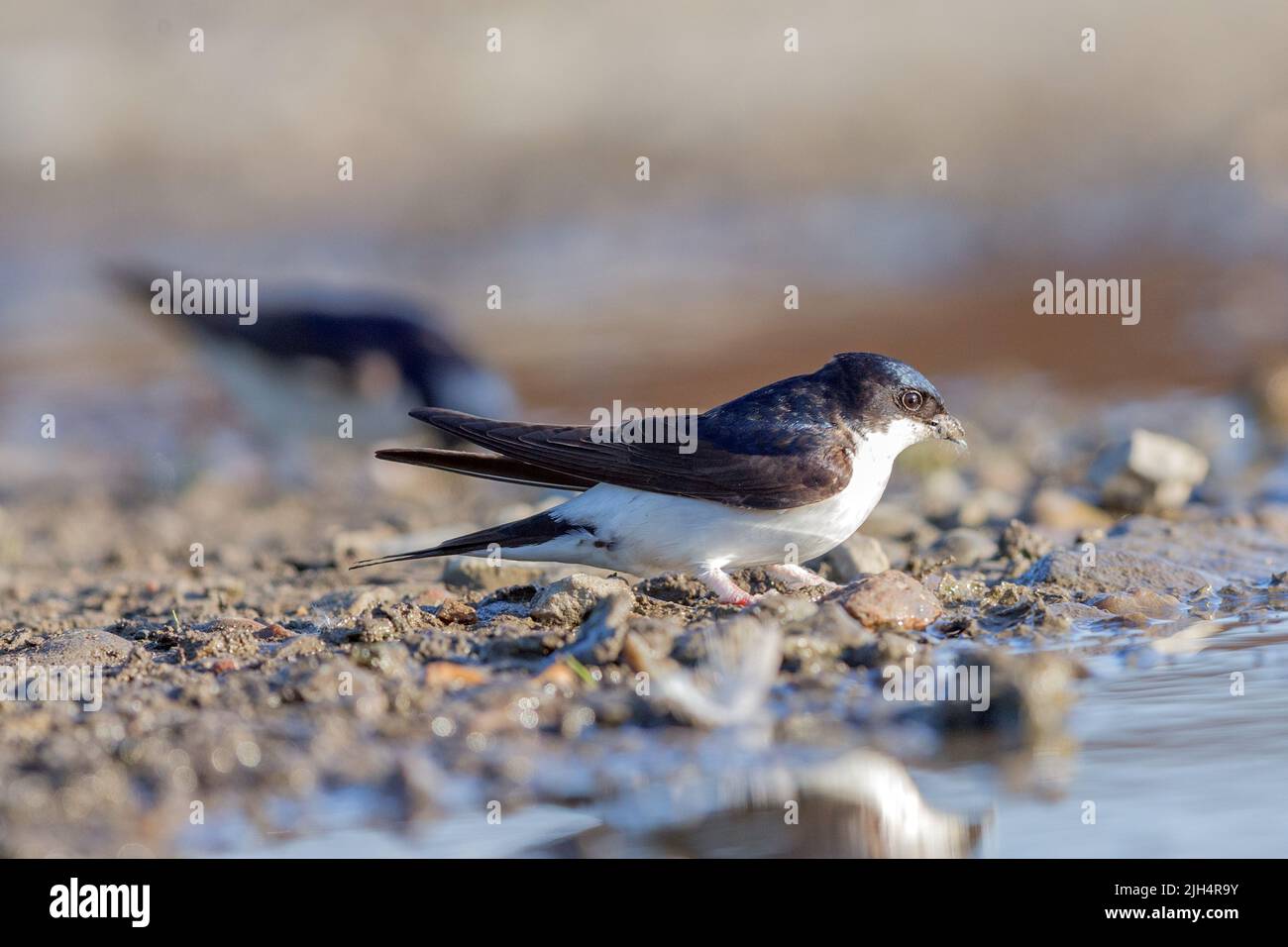Casa comune martin (Delichon urbica, Delichon urbicum), raccolta di argilla sul terreno bagnato per la costruzione di un nido, vista laterale, Germania Foto Stock