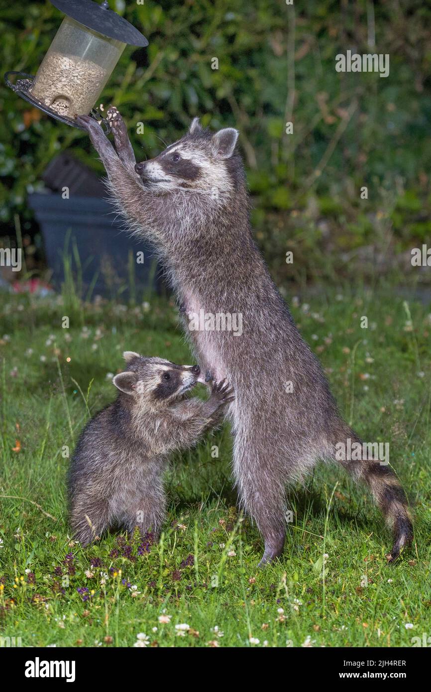 Raccoon comune (Procyon lotor), femmina con giovane animale in una stazione di alimentazione in giardino, Germania, Baden-Wuerttemberg Foto Stock