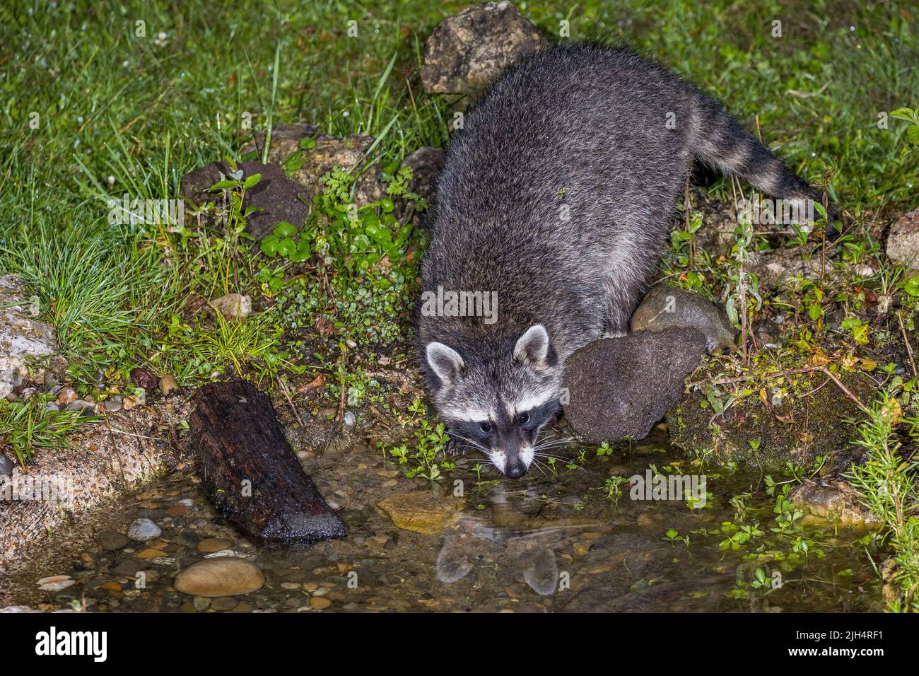 Raccoon comune (Procyon lotor), sulla riva di un laghetto giardino, vista frontale, Germania, Baden-Wuerttemberg Foto Stock