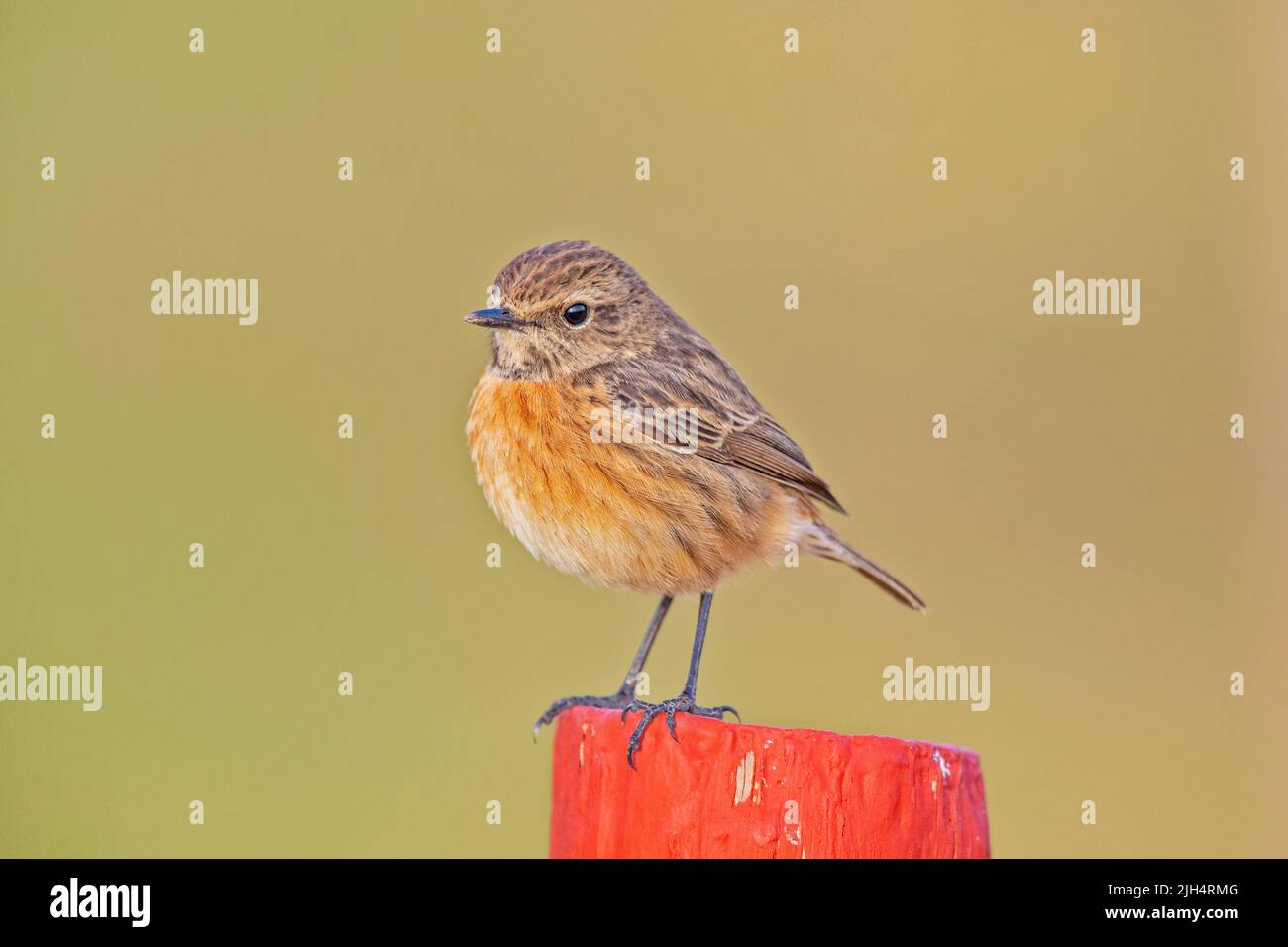 Stonechat comune (Saxicola rubicola, Saxicola torquata rubicola), giovanile, Portogallo Foto Stock