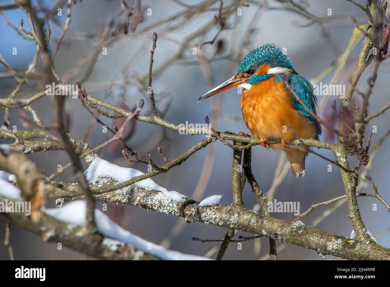 Martin pescatore fluviale (Alcedo atthis), femmina arroccato su un ramo in inverno, Germania, Baden-Wuerttemberg Foto Stock