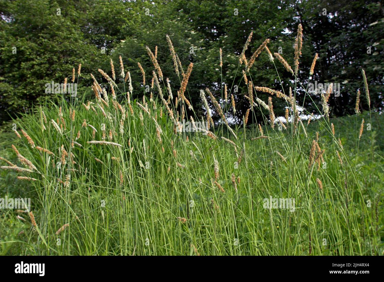 Coda di volpe erba (Alopecurus pratensis), che fiorisce in un prato, Germania Foto Stock