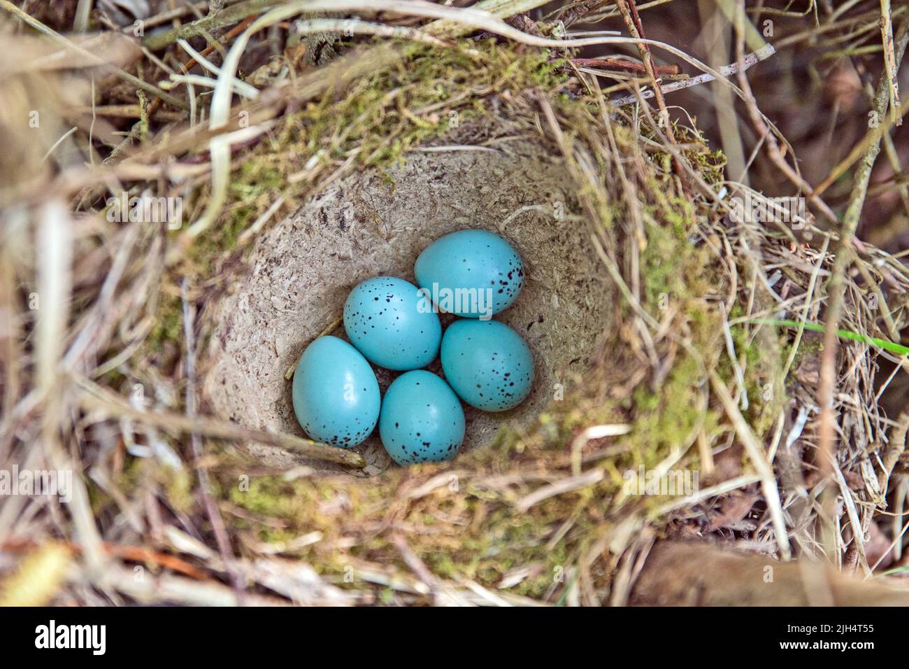 Canzone mughetto (Turdus philomelos), frizione nel nido, Germania, Schleswig-Holstein Foto Stock