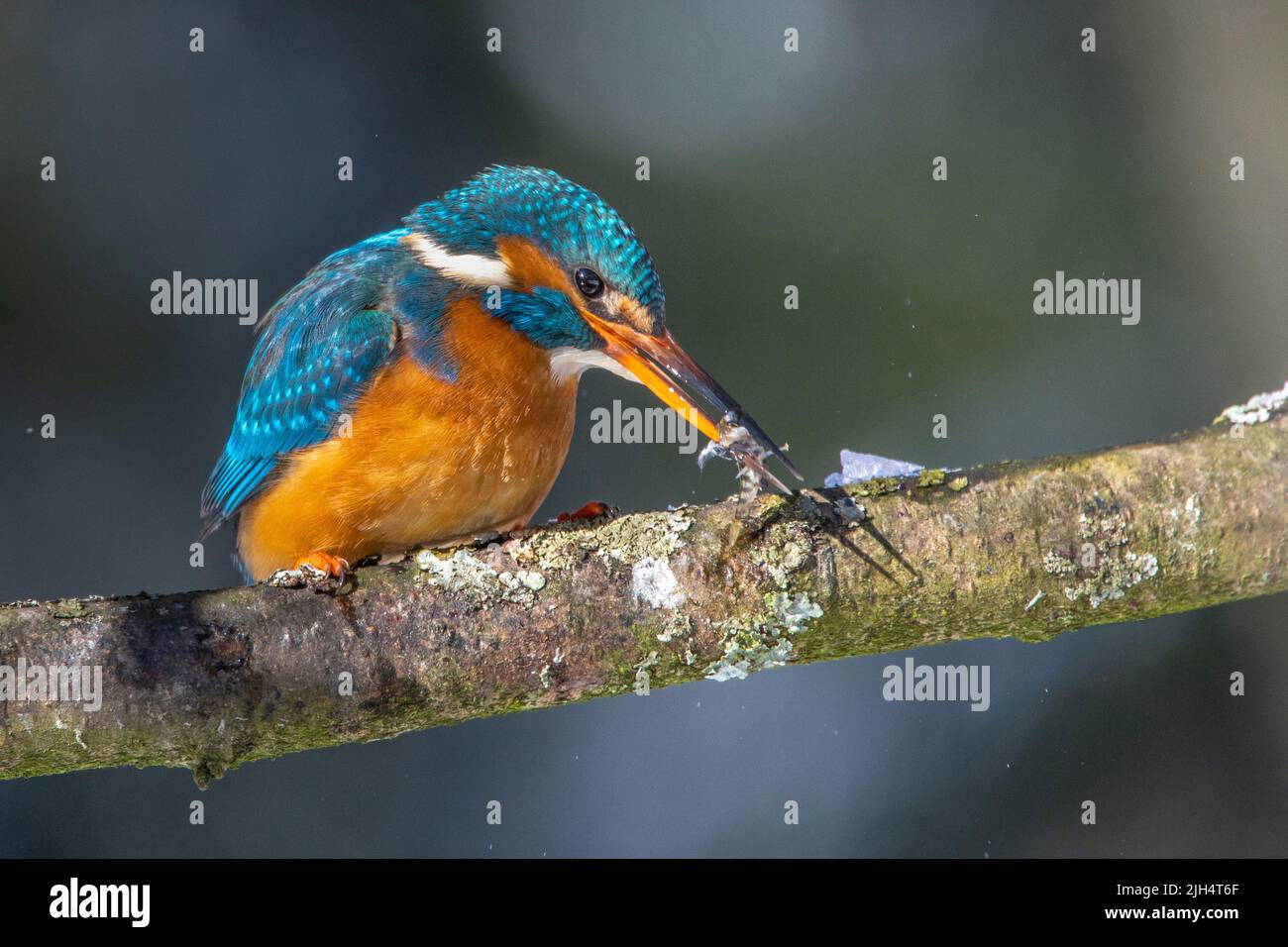 Martin pescatore fluviale (Alcedo atthis), femmina con insetto catturato, Germania, Baden-Wuerttemberg Foto Stock