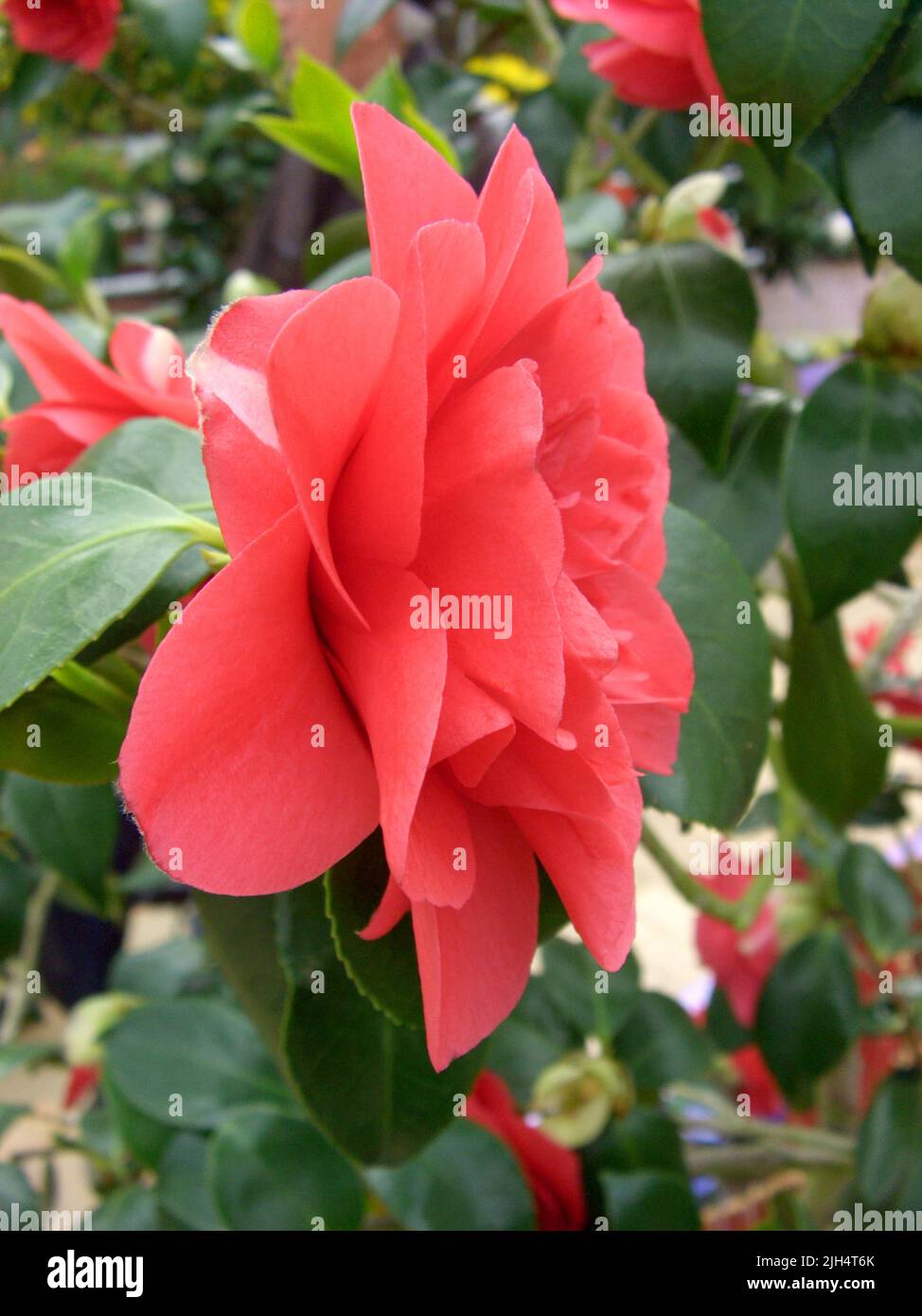 Camelia giapponese (Camellia "Mathotiana Rot", Camellia Mathotiana Rot, Camellia japonica Mathotiana Rot, Camellia x williamsii Mathotiana Rot, Foto Stock