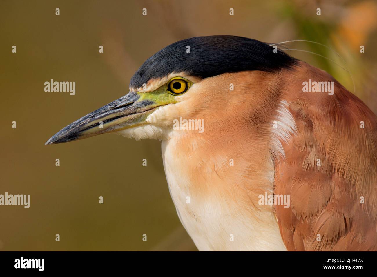 Nankeen Night Heron (Nycticorax caledonicus), ritratto, vista laterale, Australia, territorio del Nord, Kakadu Nationalpark Foto Stock