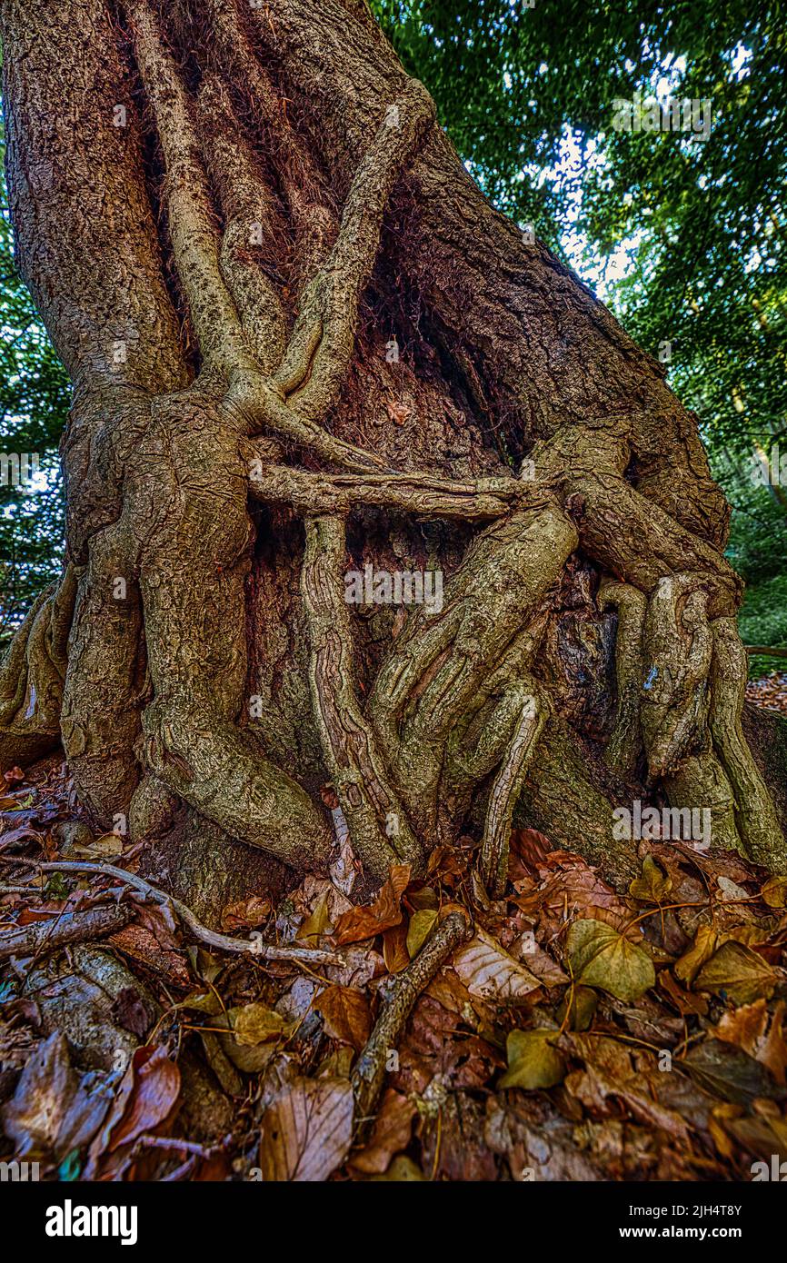 Edera inglese, edera comune (Hedera Helix), cresce intorno ad un tronco di albero, Germania, Renania settentrionale-Vestfalia, Sauerland Foto Stock