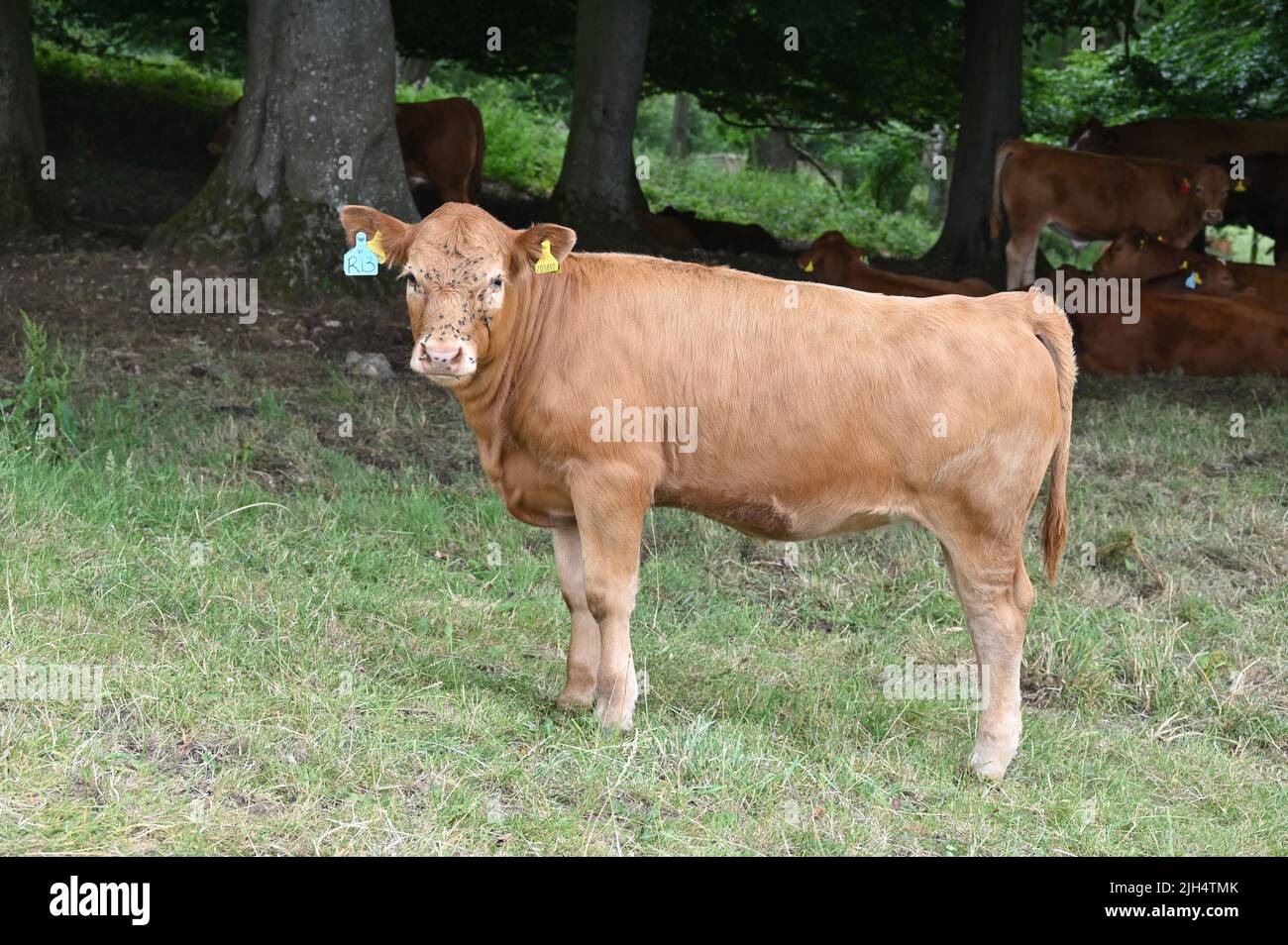 Un vitello Ruby Red Devon e il resto della mandria cercano ombra sotto un albero in una calda giornata estiva all'Eyford Hill Farm vicino Stow on the Wold, Gloucestershir Foto Stock