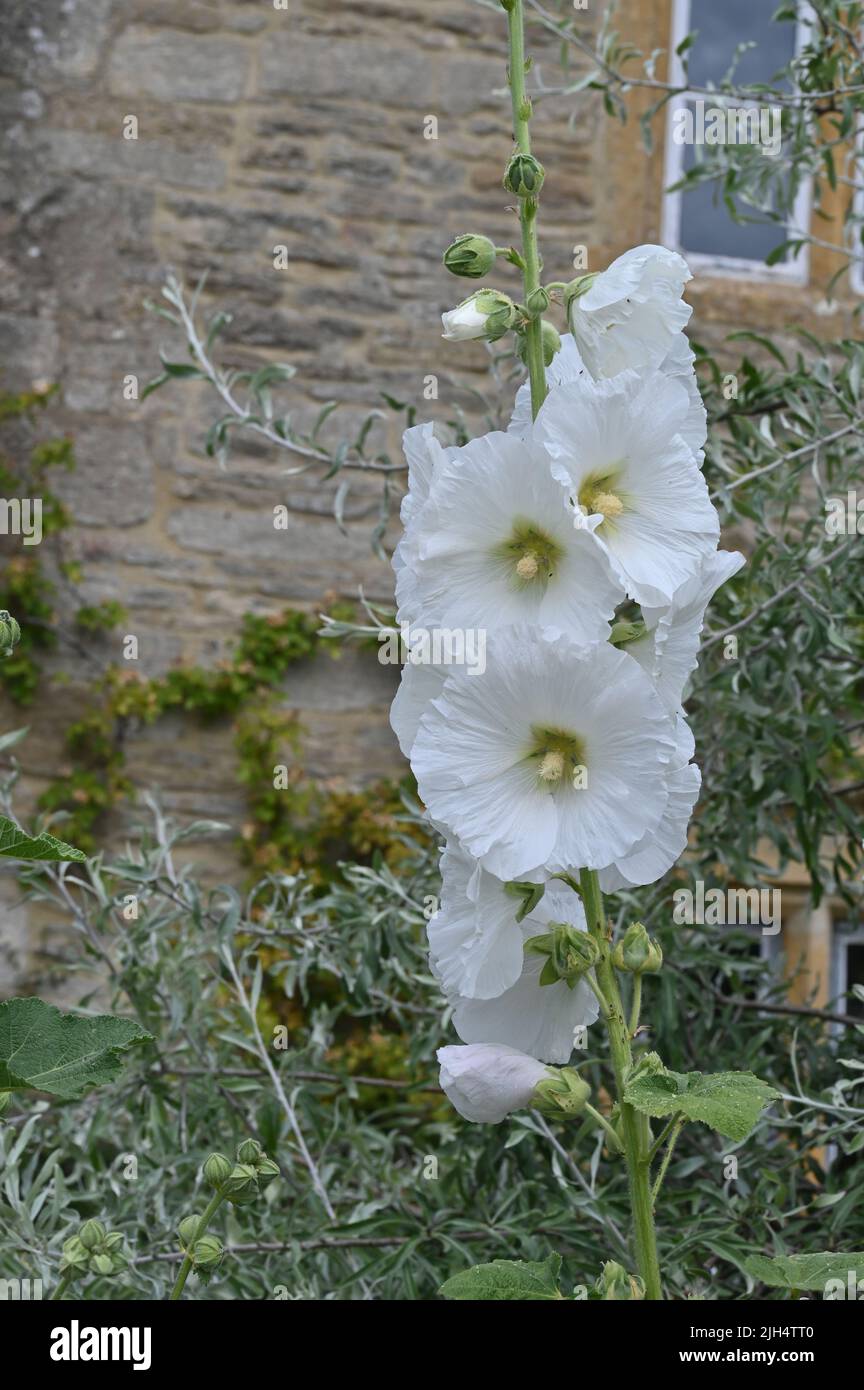 Hollyhocks in fiore nel giardino di una casa nel villaggio di Gloucestershire di macellazione inferiore Foto Stock