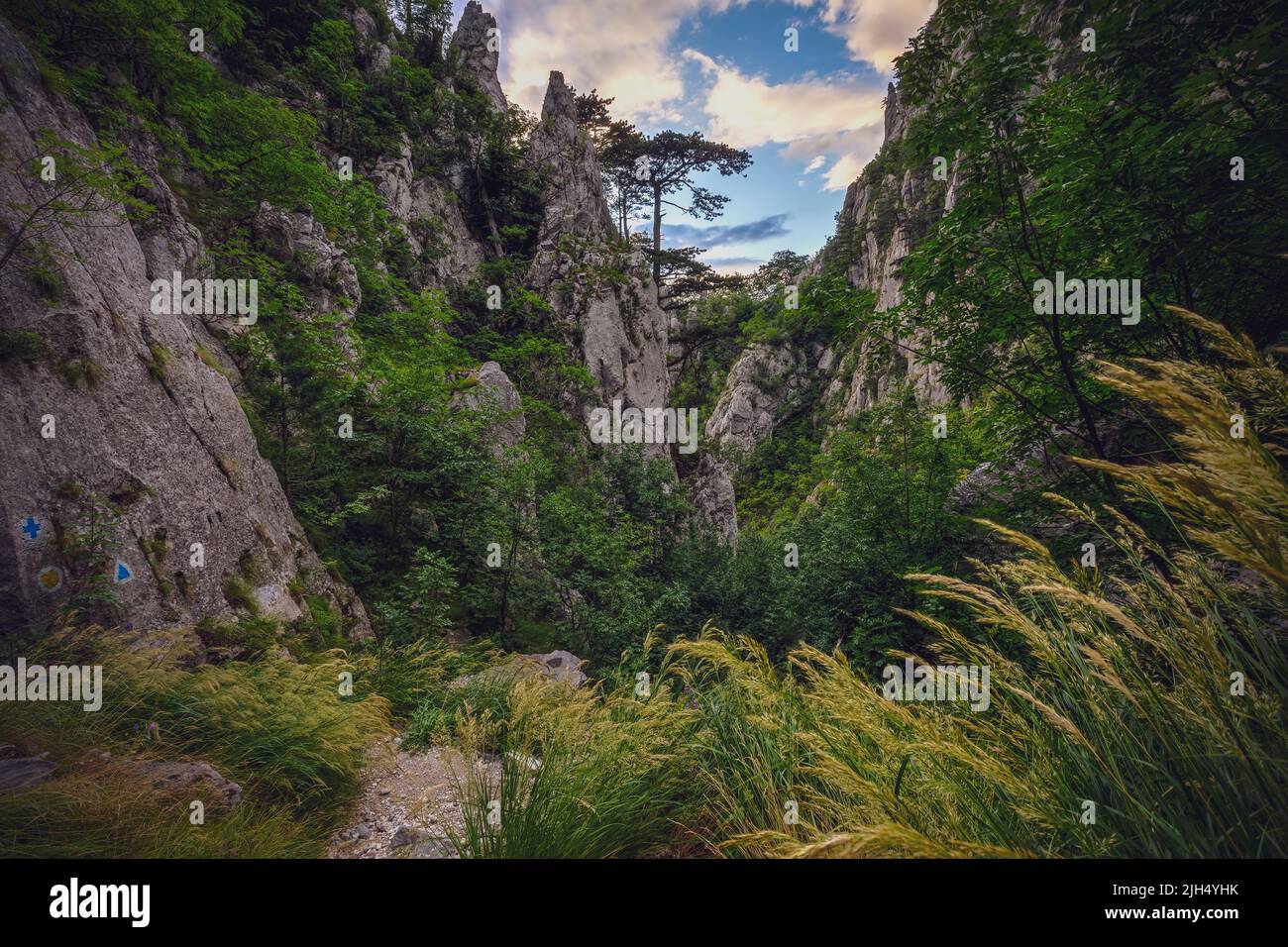 Vista sulle gole di Tasnei e sul Banat Black Pine con un cielo spettacolare. Foto scattata il 9th di Luglio 2022 sul Tasnei Goges, nei pressi di Heculane, nella N Foto Stock