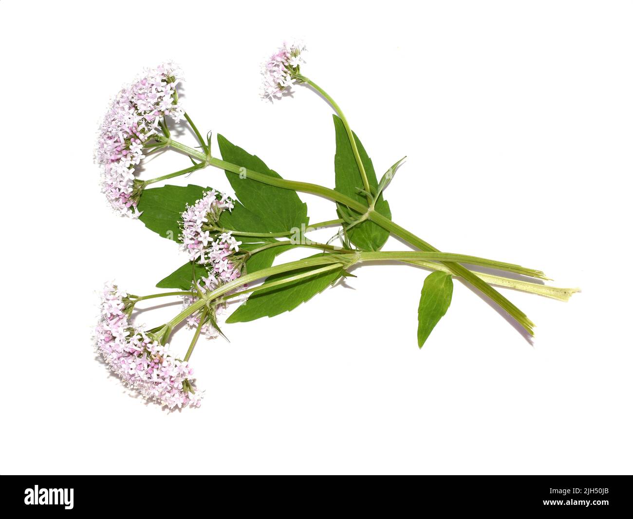 Comune valeriana pianta medicinale sambucifolia fiori rosa isolato su sfondo bianco Foto Stock