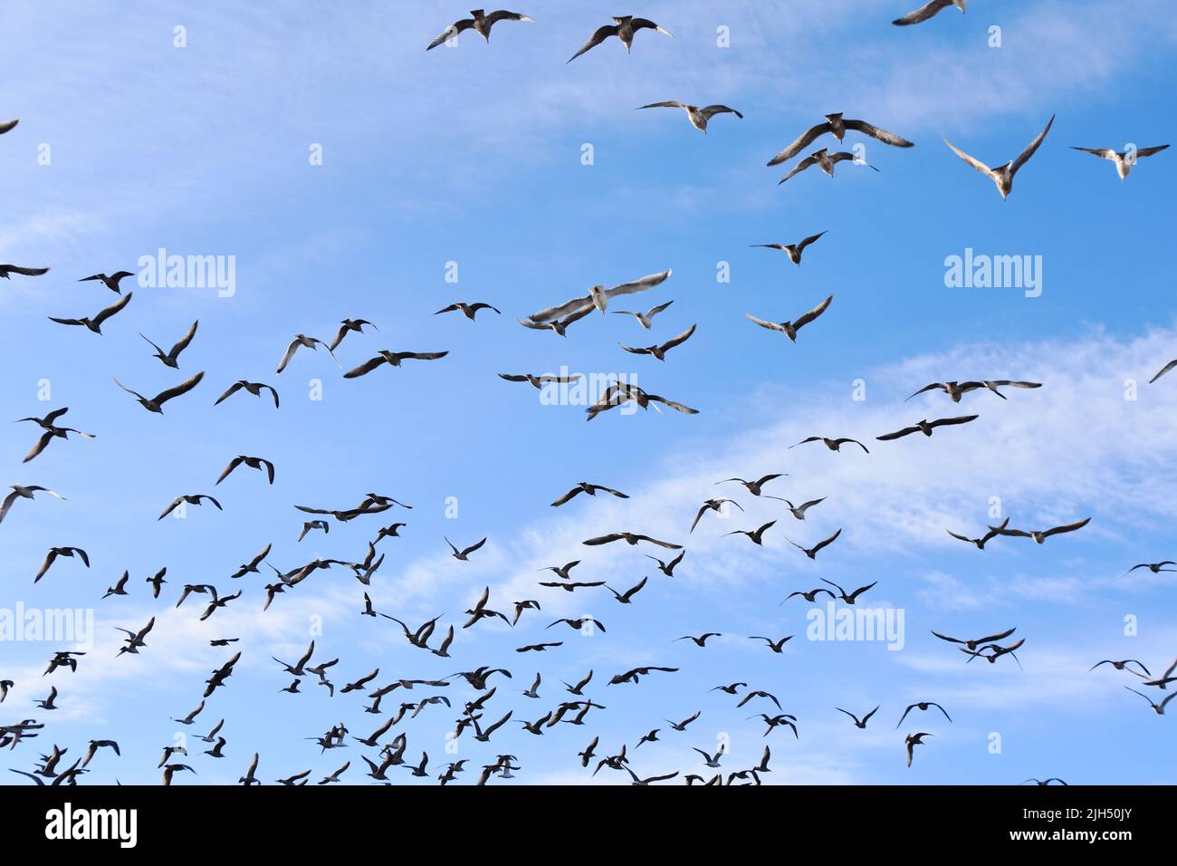 Grande gruppo di uccelli gabbiano che volano contro il cielo blu Foto Stock