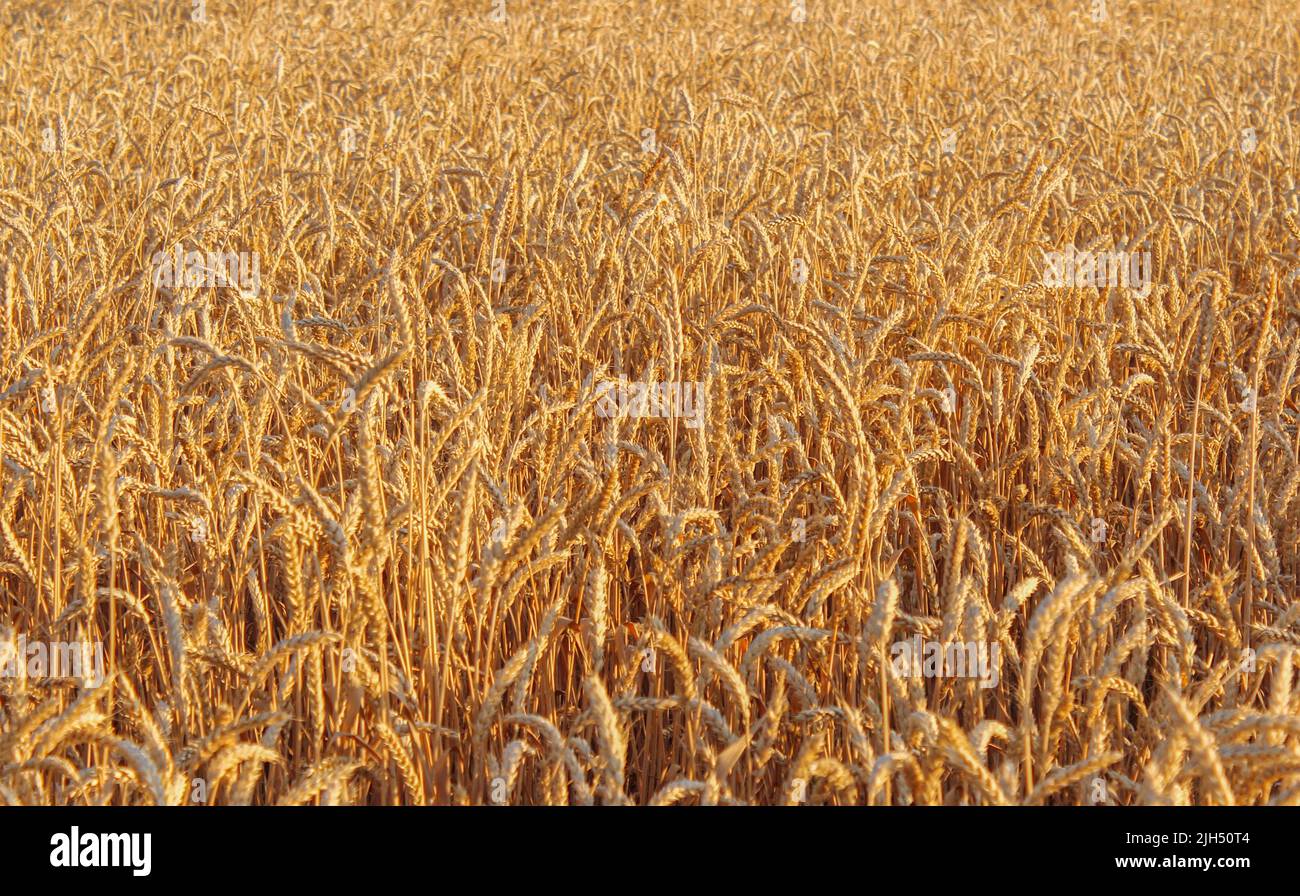 Raccolto di grano maturo sul campo Foto Stock