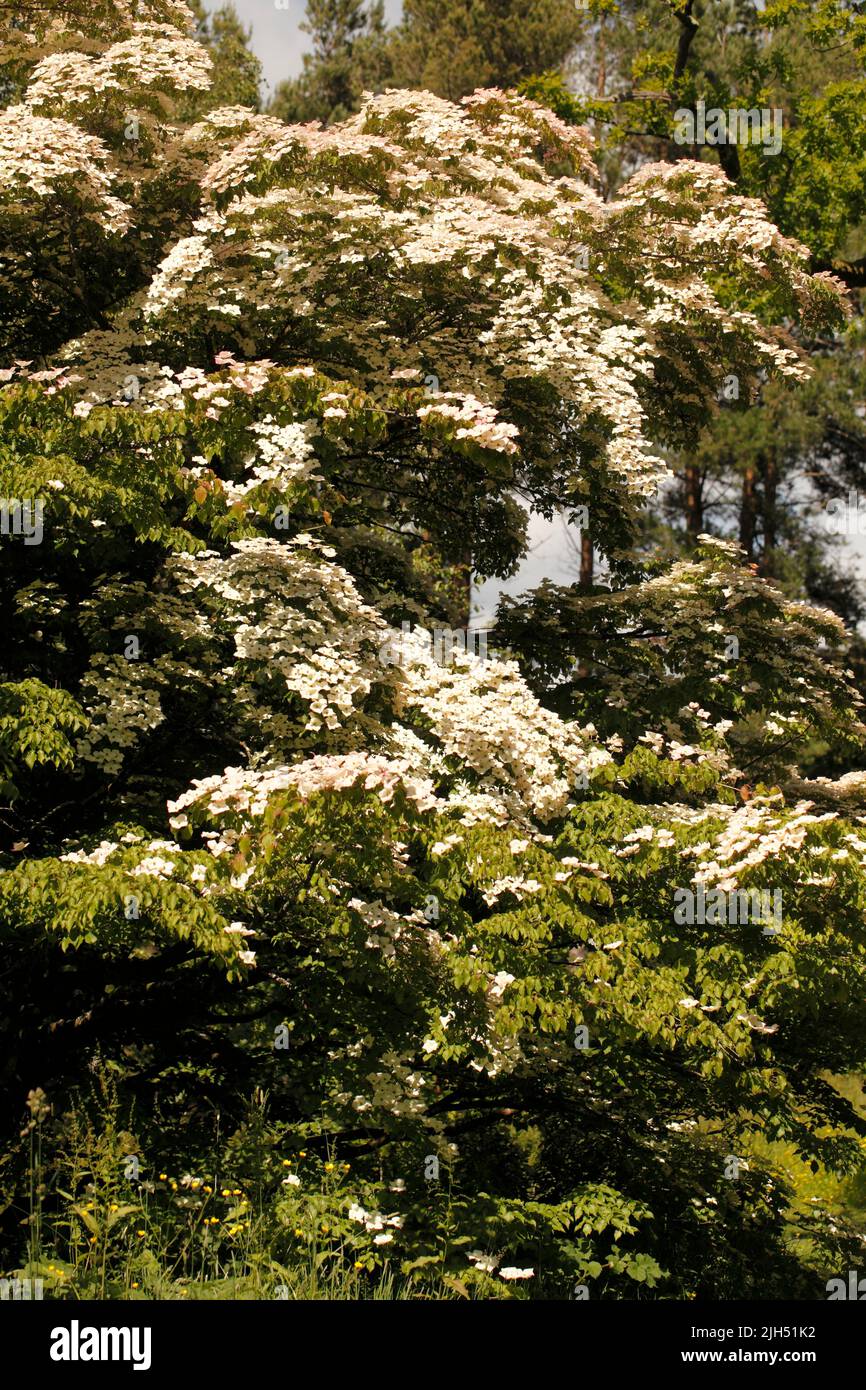 Cornus Kousa - kousa, kousa dogwood, dogwood cinese, dogwood coreano e dogwood giapponese Foto Stock