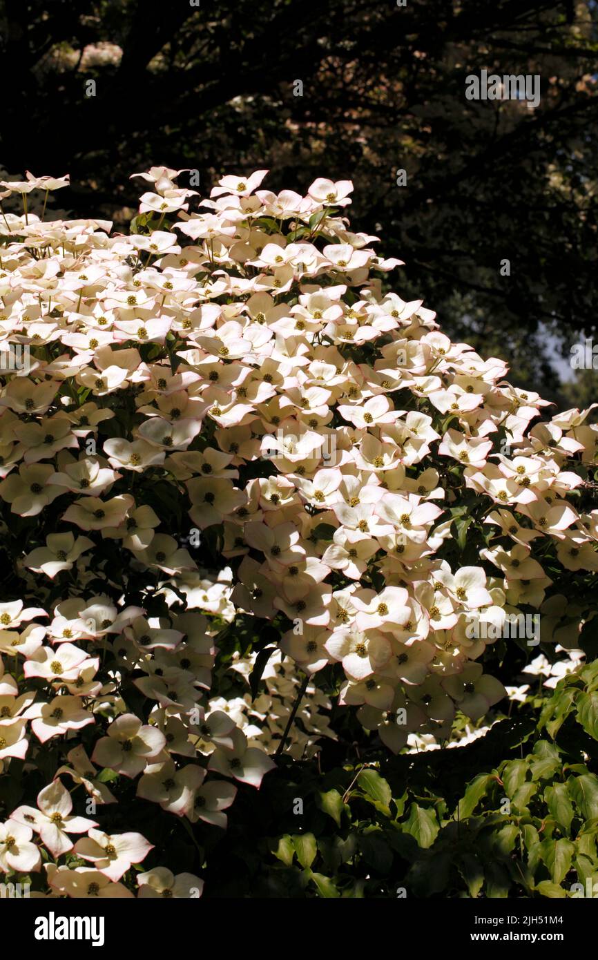 Cornus Kousa - kousa, kousa dogwood, dogwood cinese, dogwood coreano e dogwood giapponese Foto Stock