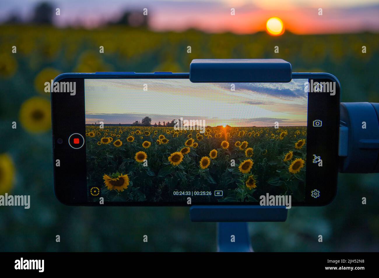 Steadicam per telefono che spara girasoli Foto Stock