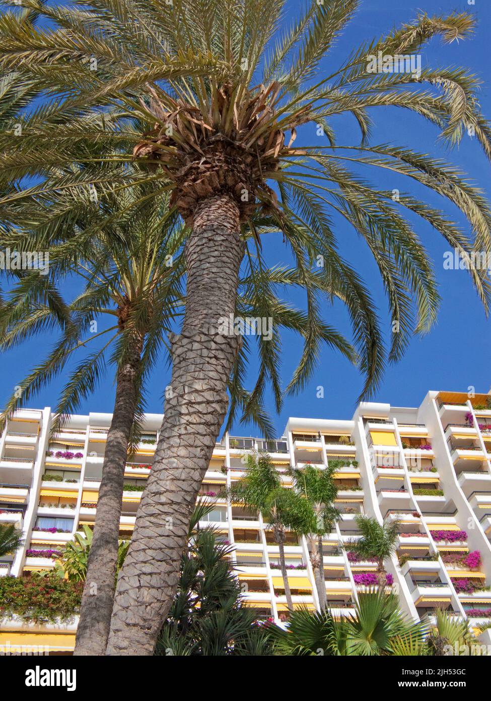 Alberi di palma di fronte all'hotel Aquamarina, località turistica di Anfi del Mar, Arguineguin, Grand Canary, Isole Canarie, Spagna, Europa Foto Stock