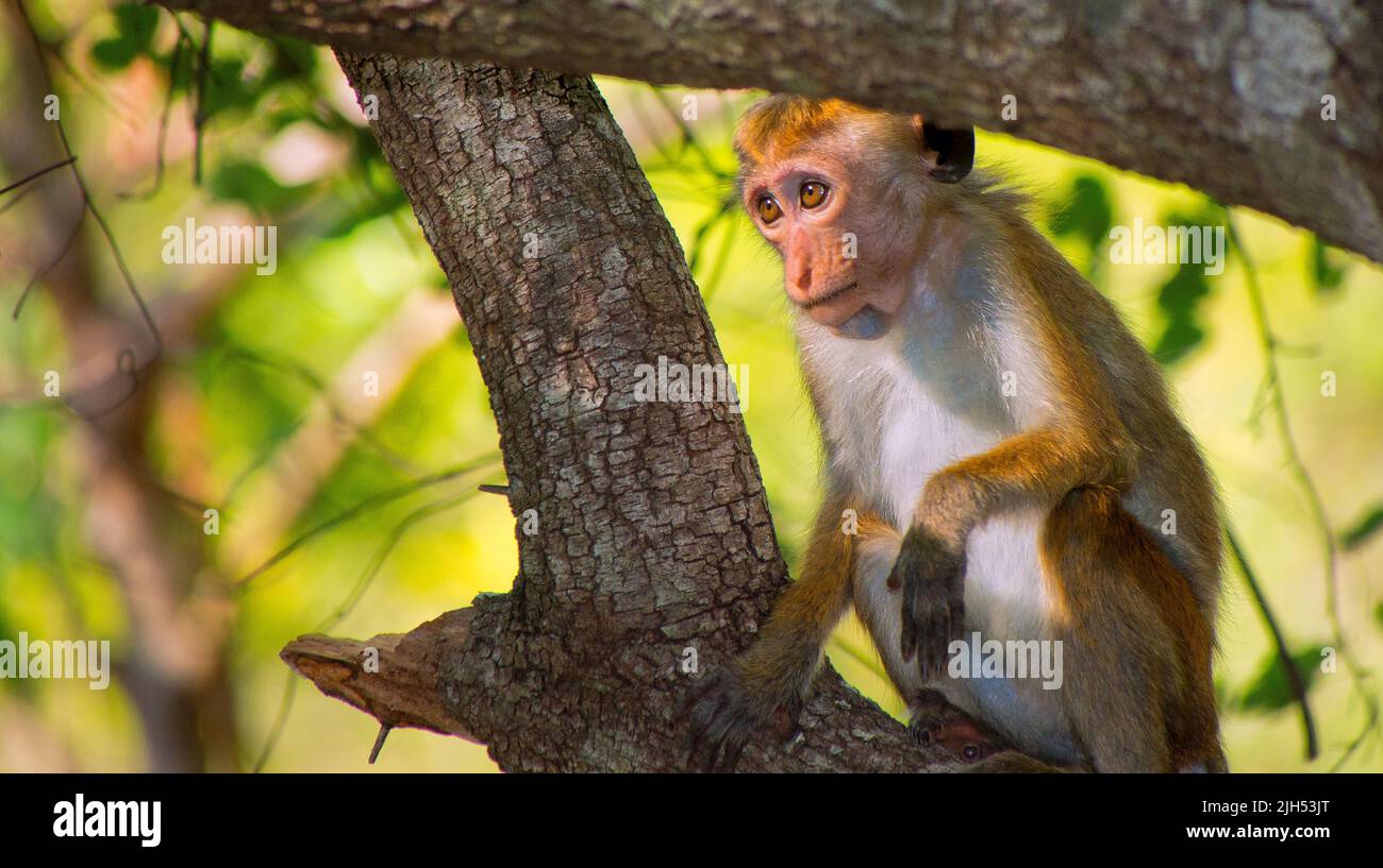 Toque Macaque, Macaca sinica, Parco Nazionale di Wilpattu, Sri Lanka, Asia Foto Stock