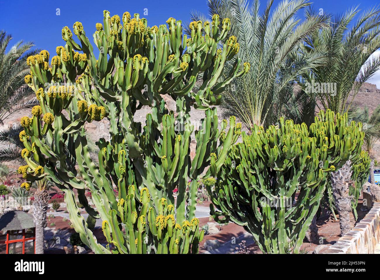 Isole Canarie Spurge (Euphorbia canariensis), Anfi del Mar, Arguineguin, Grand Canary, Isole Canarie, Spagna, Europa Foto Stock