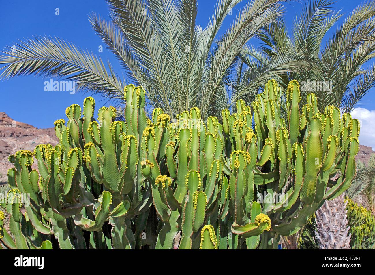 Isole Canarie Spurge (Euphorbia canariensis), Anfi del Mar, Arguineguin, Grand Canary, Isole Canarie, Spagna, Europa Foto Stock