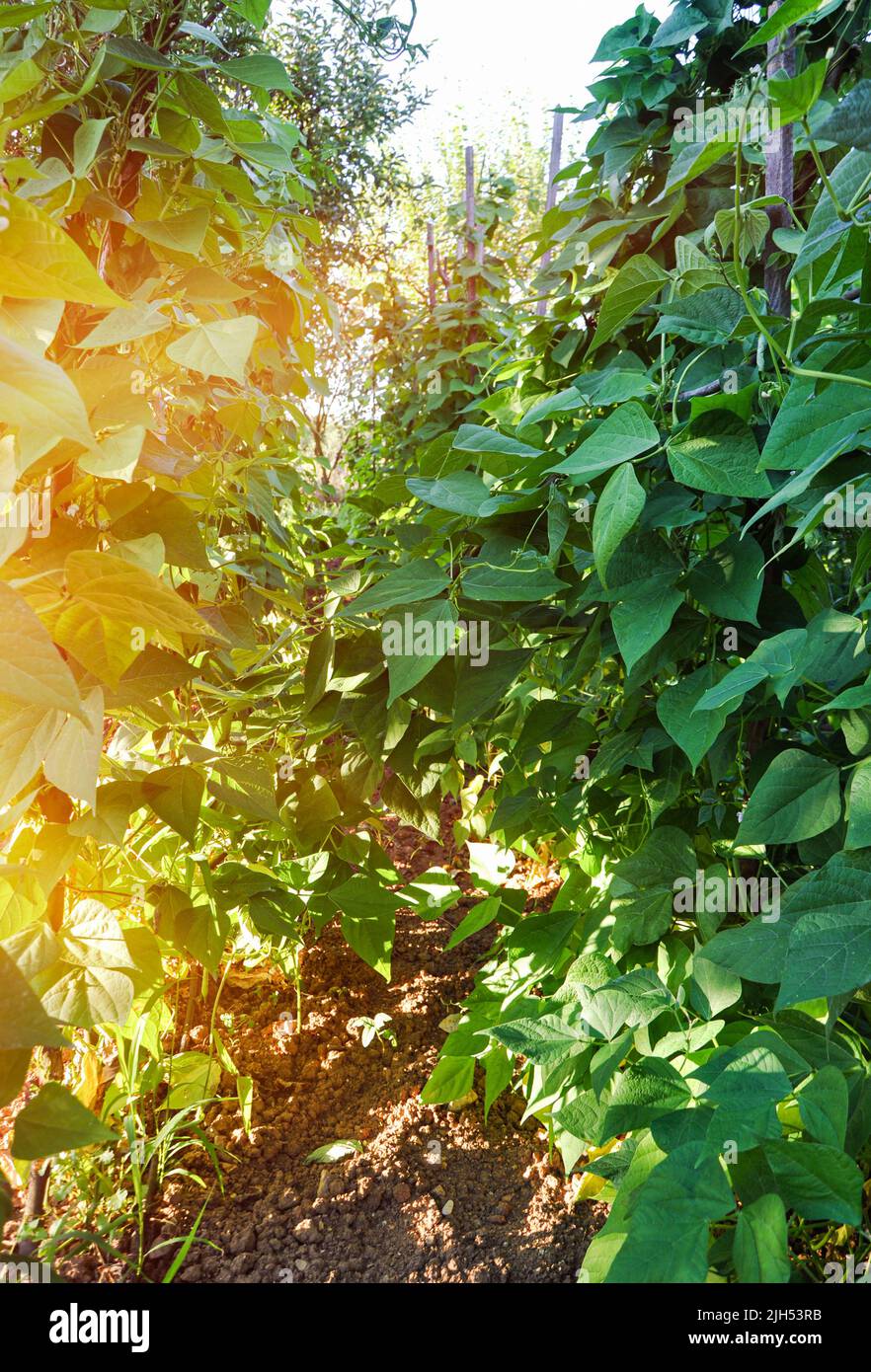 Primo piano di cespugli di fagioli verdi maturando su stocchi appesi in serra, crescere il vostro concetto di agricoltura propria e biologica Foto Stock