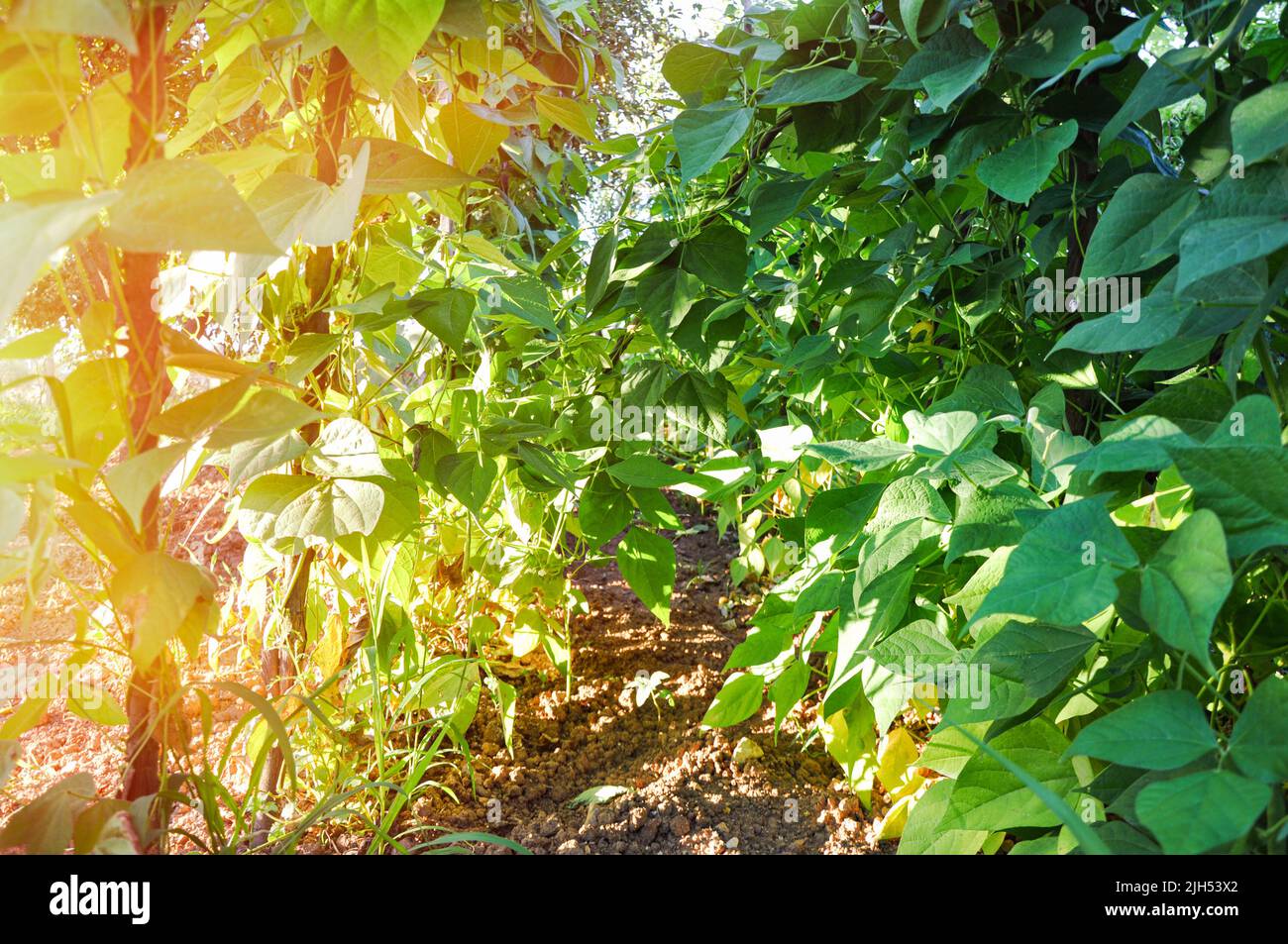 Primo piano di cespugli di fagioli verdi maturando su stocchi appesi in serra, crescere il vostro concetto di agricoltura propria e biologica Foto Stock