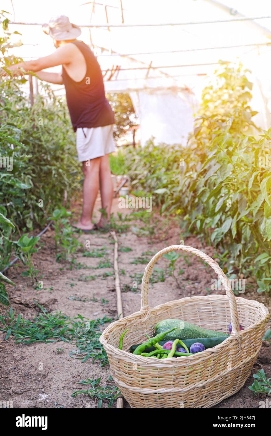 Coltivatore di verdure che organizza prodotti freschi raccolti in un cestino su un'azienda agricola biologica. Giovane agricoltore autosostenibile che raccoglie una varietà di verdure fresche Foto Stock