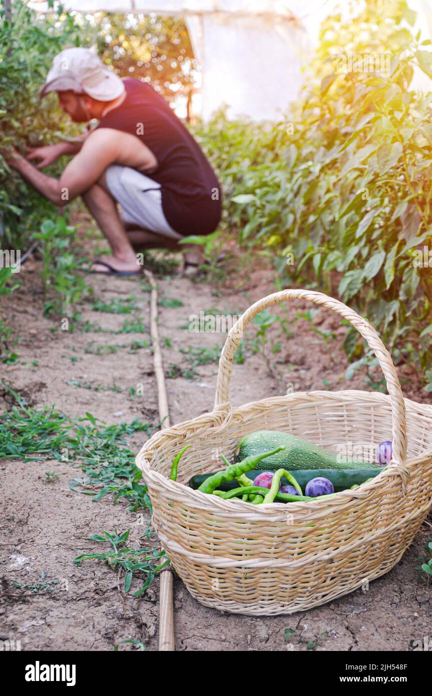 Coltivatore di verdure che organizza prodotti freschi raccolti in un cestino su un'azienda agricola biologica. Giovane agricoltore autosostenibile che raccoglie una varietà di verdure fresche Foto Stock