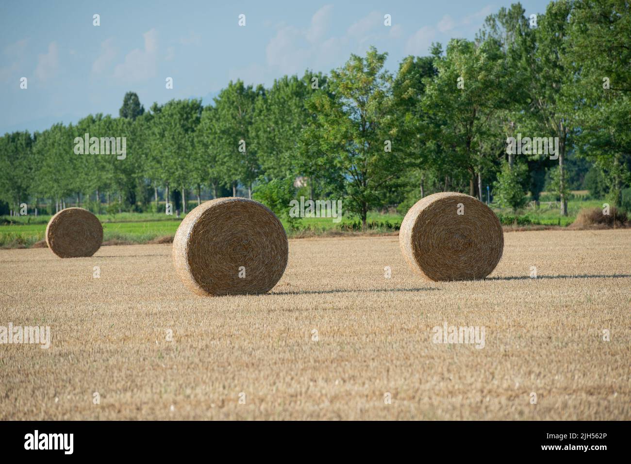 Cataste di fieno sul campo in attesa di essere caricati sul trattore Foto Stock