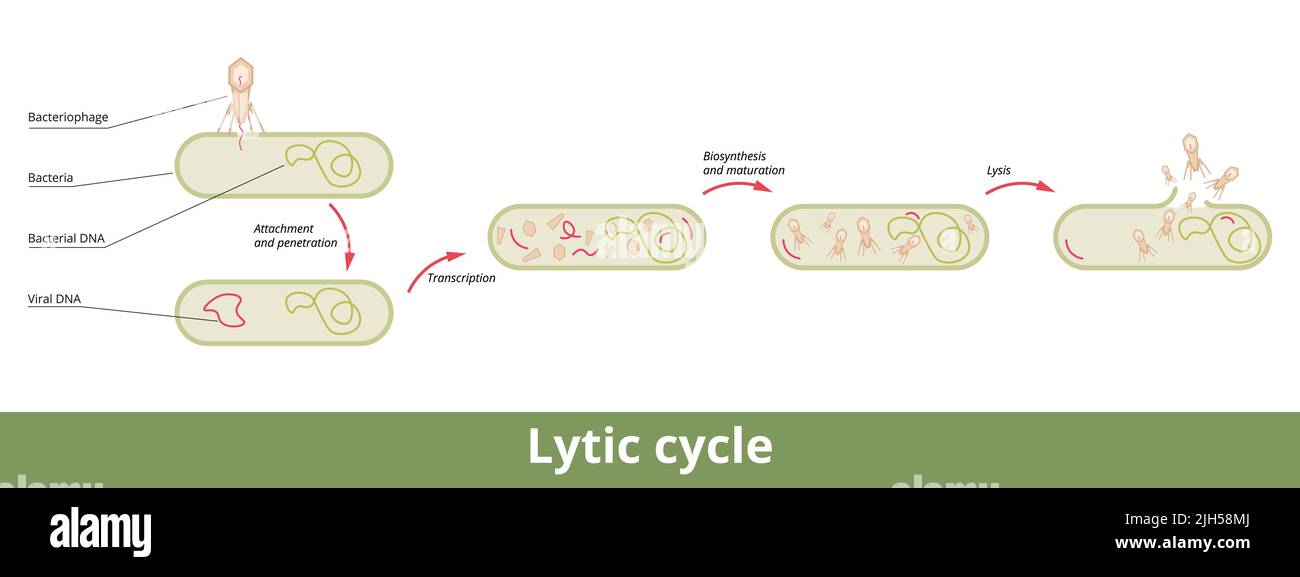 Ciclo litico. Ciclo di riproduzione virale attraverso cellule batteriche: Attaccamento, penetrazione, trascrizione, biosintesi, maturazione e lisi Illustrazione Vettoriale