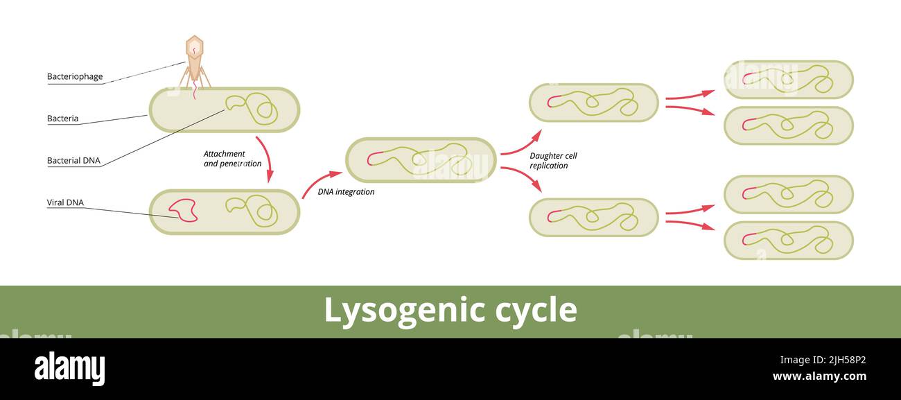 Ciclo lisogenico. Il ciclo di riproduzione virale è caratterizzato dall'integrazione dell'acido nucleico del batteriofago nel genoma del batterio ospite Illustrazione Vettoriale