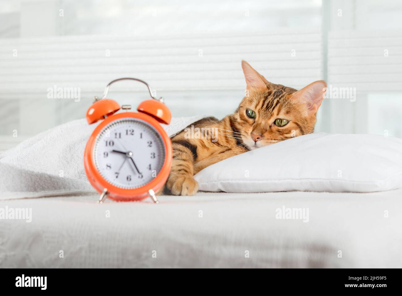 Il gatto dorme sul letto e si sveglia con una sveglia. Concetto di sonno sano. Foto Stock