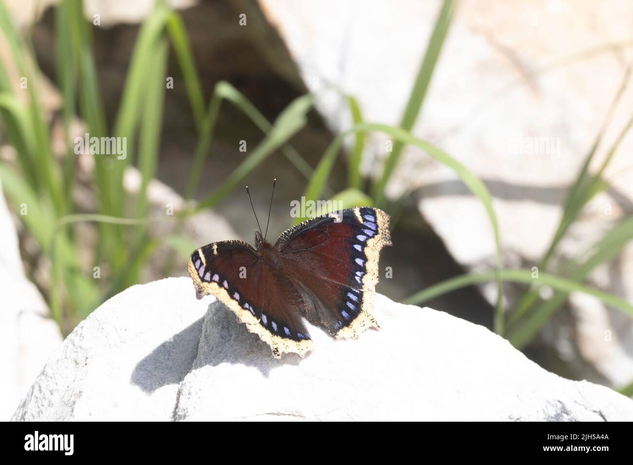 Farfalla cloak piangente che si basa su una roccia calda - Nymphalis antiopa Foto Stock