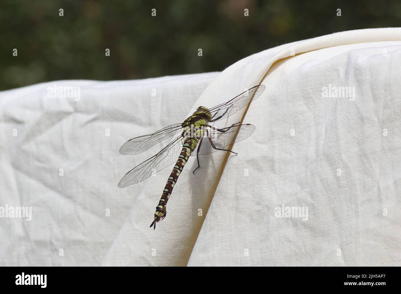 Falco meridionale, falco blu (Aeshna cyanea) dei falchi della famiglia (Aeshnidae), che si aggrappano a un foglio sulla clothesline. Giardino olandese. Estate, luglio Foto Stock