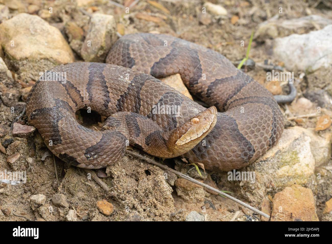 Serpente orientale (nord) della testa di rame - contortrix di Agkistrodon Foto Stock